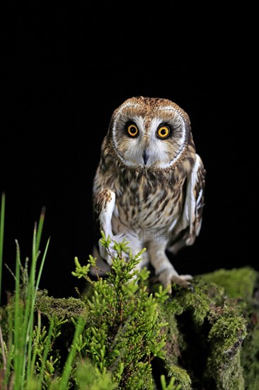 Short-eared owl (Asio flammeus), adult, at night, perch, Great Britain