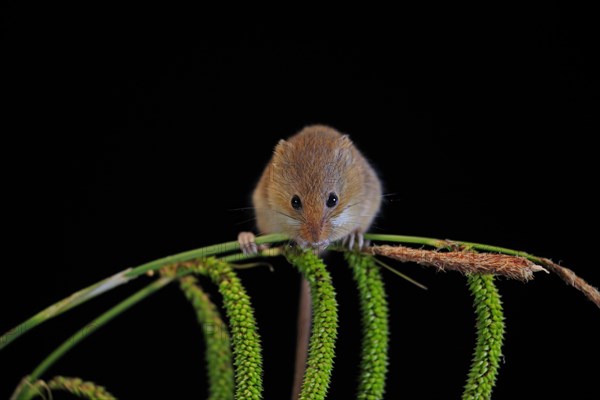 Eurasian harvest mouse (Micromys minutus), adult, on plant stalks, ears of corn, foraging, at night, Scotland, Great Britain