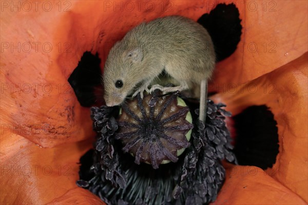 Common harvest mouse, (Micromys minutus), adult, on corn poppy, flower, foraging, at night, Scotland, Great Britain