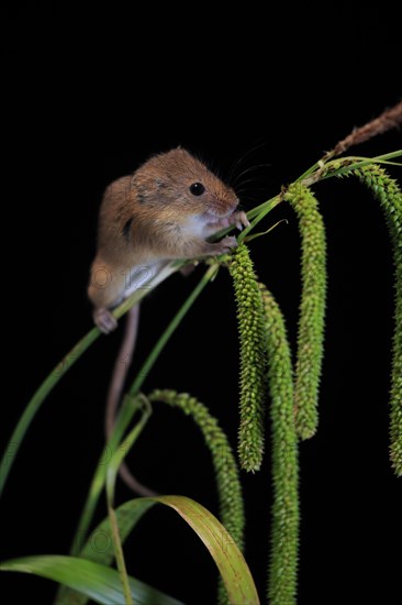 Eurasian harvest mouse (Micromys minutus), adult, on plant stalks, ears of corn, foraging, at night, Scotland, Great Britain