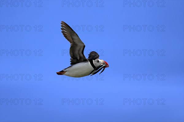 Puffin (Fratercula arctica), adult, flying, with sand eels, with food, Faroe Islands, England, Great Britain, Europe