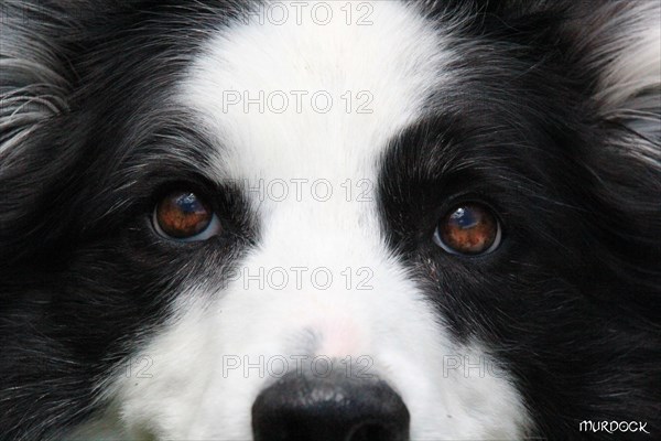 Close-up of a Border Collie with piercing eyes and fluffy black and white fur, Amazing Dogs in the Nature
