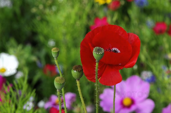 A field with red poppy flowers (Papaver rhoeas), and visible seed capsules, Stuttgart, Baden-Wuerttemberg, Germany, Europe