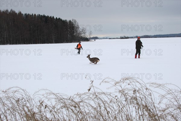 European roe deer (Capreolus capreolus) running between hunters across a snow-covered meadow, Allgaeu, Bavaria, Germany, Europe