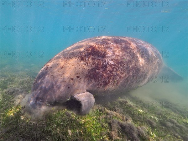 West indian manatee (Trichechus manatus) grazing in Crystal River, Florida, USA, North America