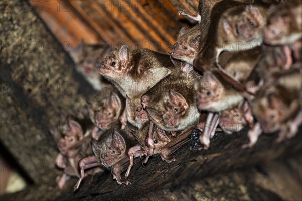 Common vampire bat (Desmodus rotundus) Pantanal Brazil