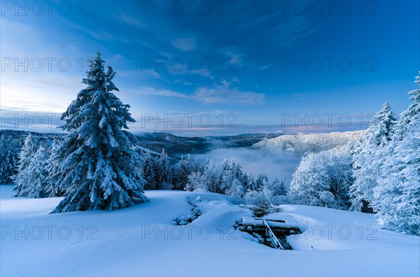 Winter on the Feldberg in front of sunrise, Breisgau-Hochschwarzwald district, Baden-Wuerttemberg, Germany, Europe