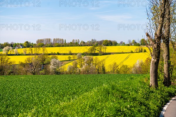 A green meadow in the foreground with yellow rapeseed fields and trees in the background, rapeseed, Brassica napus, Vohwinkel, Wuppertal, Bergisches Land, North Rhine-Westphalia
