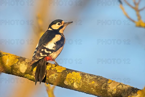 A woodpecker perched on a lichen-covered branch in the soft golden light, Dendrocopos Major