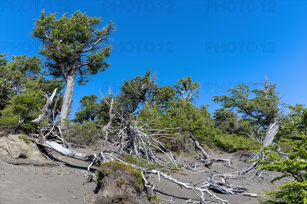 Riparian forest at Lago Grey, Torres del Paine National Park, Parque Nacional Torres del Paine, Cordillera del Paine, Towers of the Blue Sky, Region de Magallanes y de la Antartica Chilena, Ultima Esperanza Province, UNESCO Biosphere Reserve, Patagonia, End of the World, Chile, South America