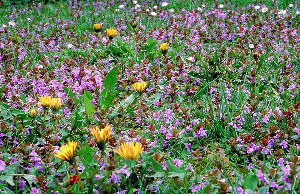A lively meadow full of purple flowers and yellow dandelion blossoms Taraxacum
