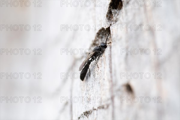 Potter's digger wasp (Trypoxylon figulus), in front of its nesting tunnel in dead wood, Harz National Park, Germany, Europe