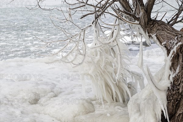 Winter riverscape, frozen branches, Saint Lawrence River, Province of Quebec, Canada, North America