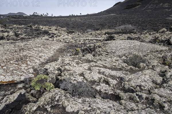 Lava landscape overgrown with lichens and succulents, in the background vineyards protected by dry stone walls, Lanzarote, Canary Islands, Spain, Europe