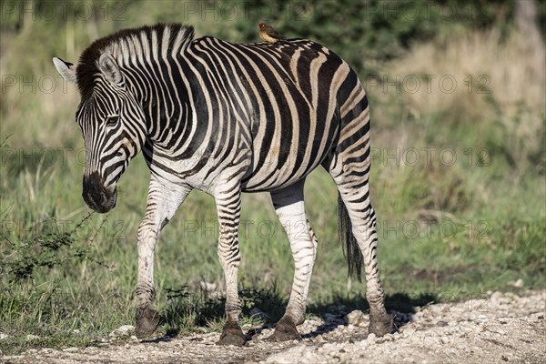 Plains zebra (Equus quagga) with oxpecker, Madikwe Game Reserve, North West Province, South Africa, RSA, Africa