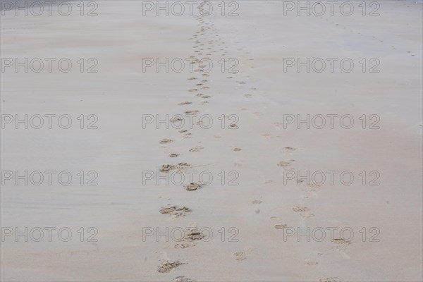Row of footprints in the sand forming a path on the beachl, DeHaan, Flanders, Belgium, Europe