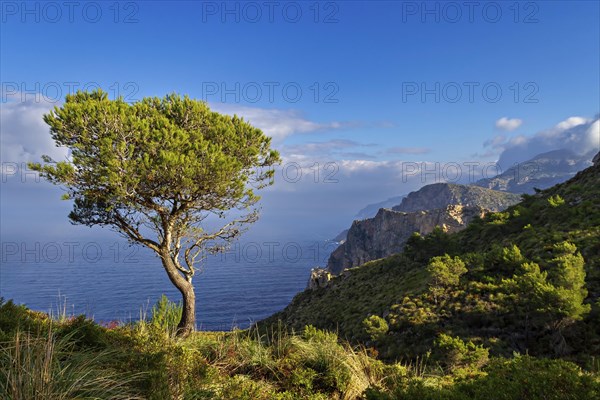 A lone tree stands on a cliff overlooking the Mediterranean Sea under a blue sky, Hiking tour in Tramuntana Mountains, Mallorca