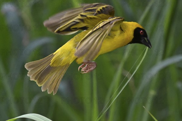 Southern masked weaver (Ploceus velatus) collecting nesting material, Madikwe Game Reserve, North West Province, South Africa, RSA, Africa