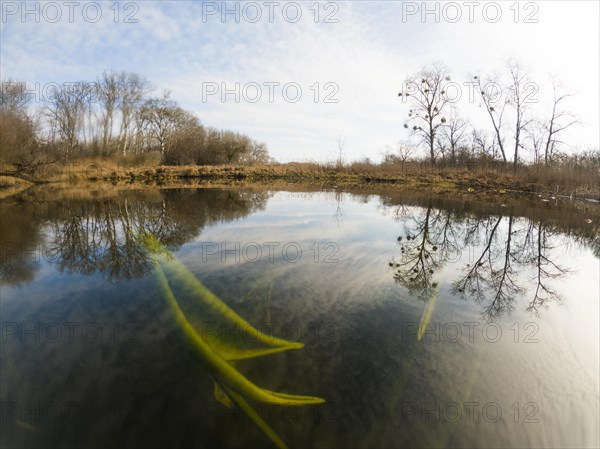 Yellow water-lilies (Nuphar lutea), water, Lower Austria