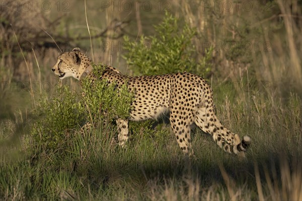 Cheetah (Acinonyx jubatus), Madikwe Game Reserve, North West Province, South Africa, RSA, Africa