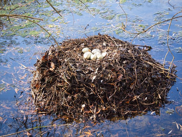Nest with eggs of mourning swans (Cygnus atratus), black swan, North Rhine-Westphalia, Germany, Europe