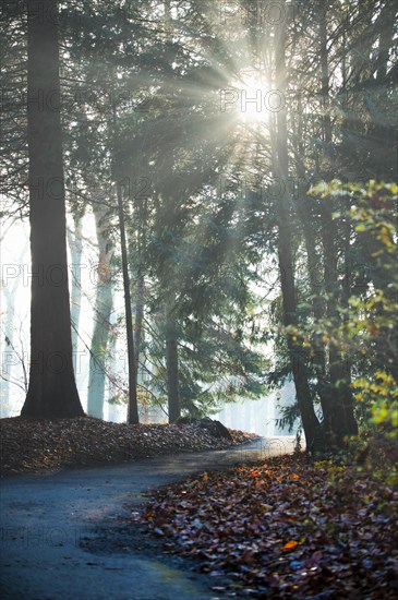 Winding path through a forest, foliage to the right and left of the path, at the end of the path it is bright and the sun's rays break through, Rombergpark, Dortmund, Germany, Europe