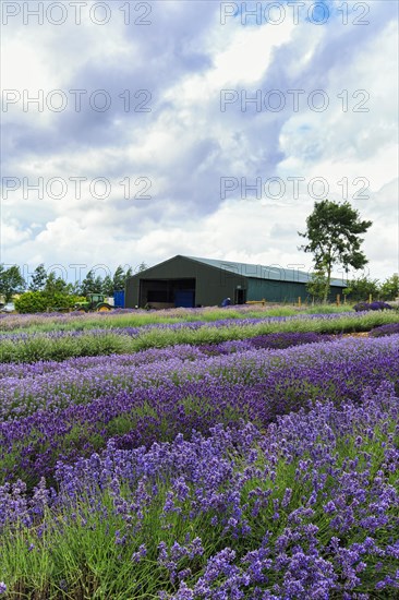 Lavender (Lavandula), lavender field on a farm, different varieties, Cotswolds Lavender, Snowshill, Broadway, Gloucestershire, England, Great Britain