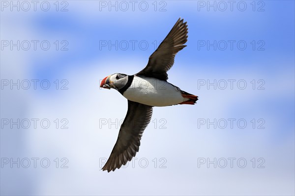 Puffin (Fratercula arctica), adult, flying, with sand eels, with food, Faroe Islands, England, Great Britain, Europe