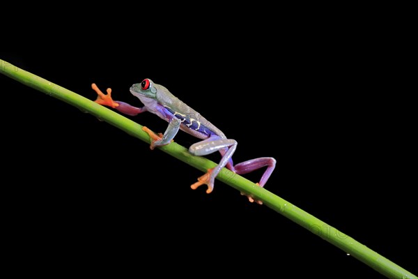 Red-eyed tree frog (Agalychnis callidryas), adult, on green stem, Aeonium, captive, Central America