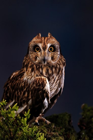 Short-eared owl (Asio flammeus), adult, at night, perch, alert, portrait, Great Britain