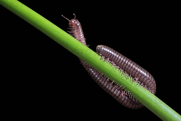 Millipedes (Diplopoda), adult, on plant stems, at night, Great Britain