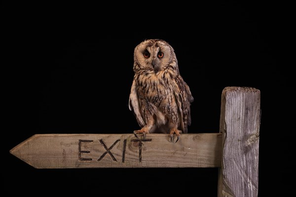 Long-eared owl (Asio otus), adult, on signpost, at night, vigilant, Scotland, Great Britain