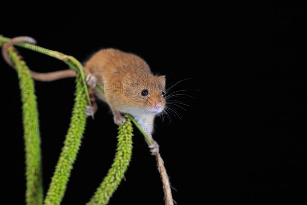 Eurasian harvest mouse (Micromys minutus), adult, on plant stalks, ears of corn, foraging, at night, Scotland, Great Britain