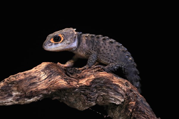 Red-eyed crocodile skink (Tribolonotus gracilis), adult, on tree, captive, New Guinea