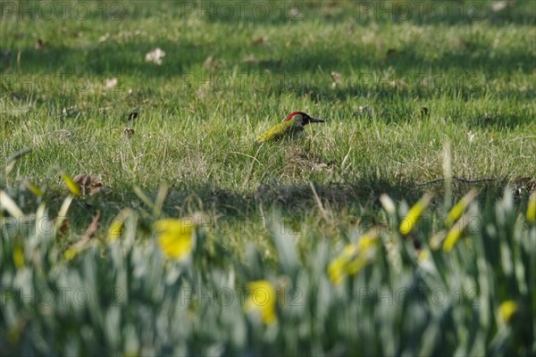 Green woodpecker in a meadow, March, Germany, Europe