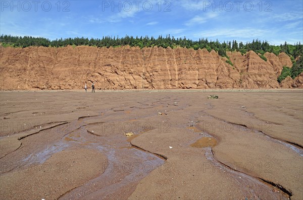 Wooded cliffs, red sandstone, beach at low tide, Five Islands Provincial Park, Fundy Bay, Nova Scotia, Canada, North America