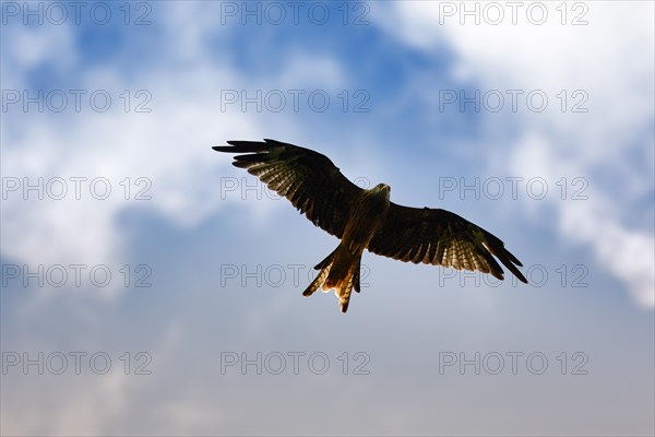 Red kite (Milvus milvus) in flight looking for prey, silhouette in the evening sky, Wales, Great Britain