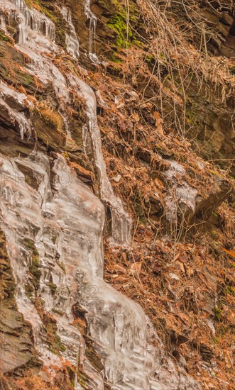 Close-up of icicles hanging from a cliff with brown foliage, in South Korea