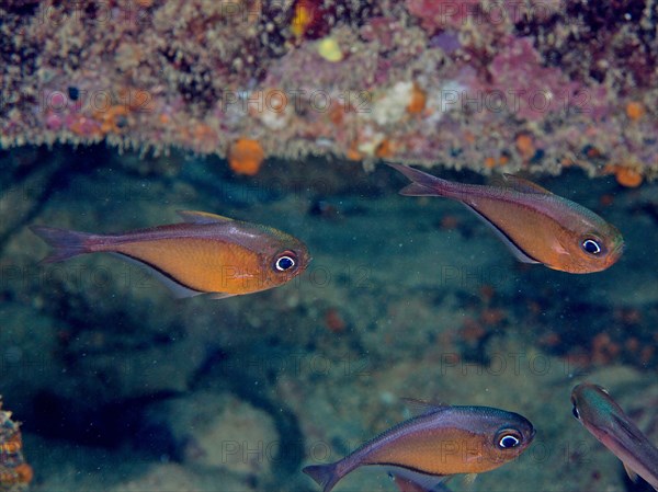 Shoal, group of hatchetfish (Pempheris schomburgkii), dive site John Pennekamp Coral Reef State Park, Key Largo, Florida Keys, Florida, USA, North America
