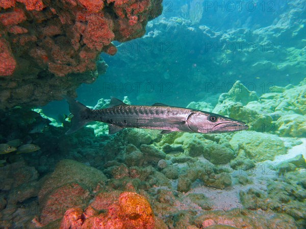 Great barracuda (Sphyraena barracuda), dive site John Pennekamp Coral Reef State Park, Key Largo, Florida Keys, Florida, USA, North America