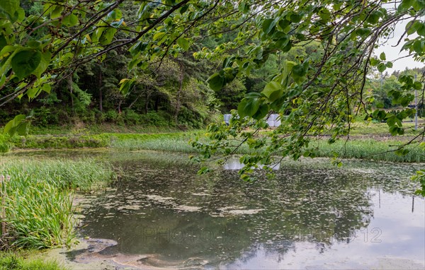 Calm pond surrounded by lush trees with people in the distance, in South Korea