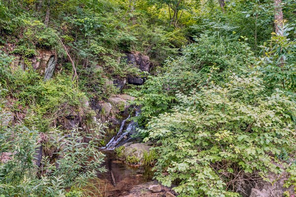 A hidden creek tumbles into a small waterfall amid lush green forest foliage, in South Korea