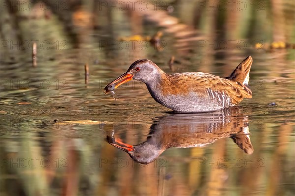 A water rail with brown feathers is feeding in calm water with a reflection and reeds in the background, Rallus aquaticus, Water rail