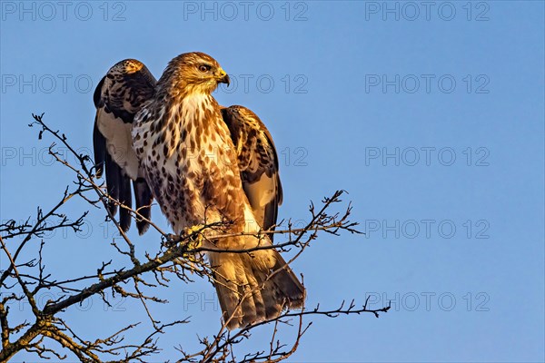 A rough-legged hawk perched on bare tree branches against a clear blue sky, Buteo buteo, Buzzard, Wagbachniederung