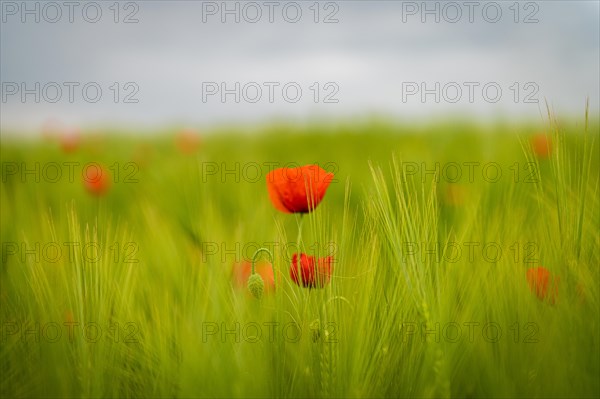 Red poppy in the foreground with a blurred field of green rye in the background, poppy, papaver