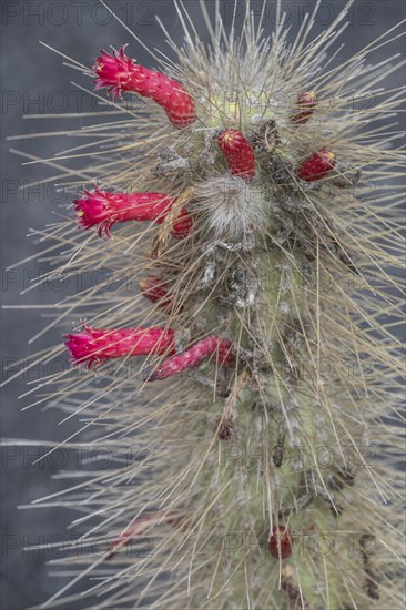 Cacti, Jardin de Cactus, Lanzarote, Canary Islands, Spain, Europe