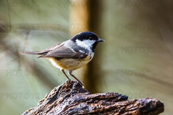 Coal Tit, Periparus ater, bird in forest at winter