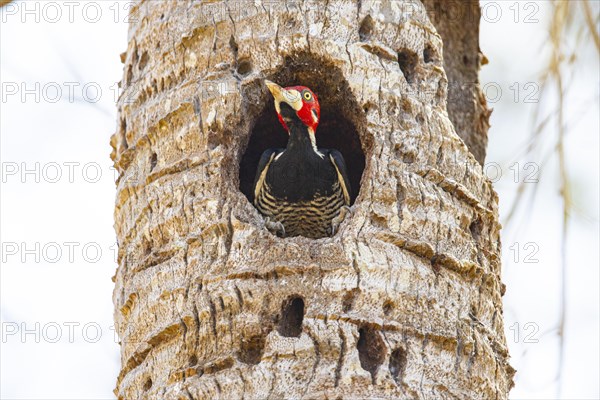 Crimson-crested woodpecker (Campephilus melanoleucos) Pantanal Brazil