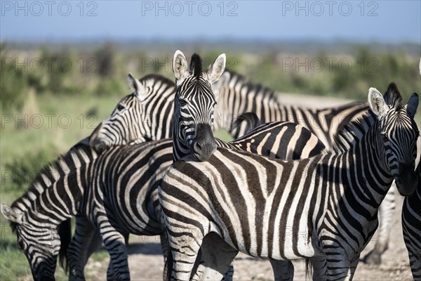 Plains zebra (Equus quagga), Madikwe Game Reserve, North West Province, South Africa, RSA, Africa