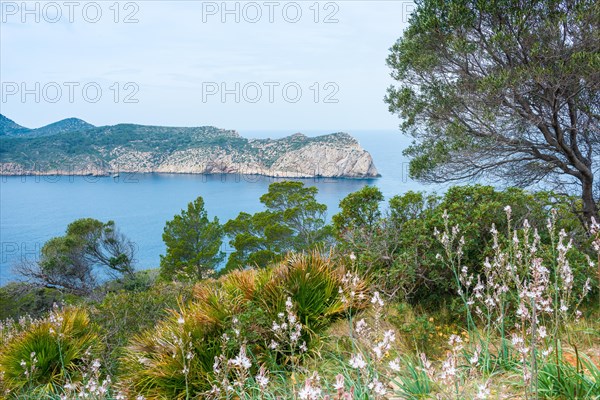 Peaceful coastal landscape with lush vegetation, pine trees (Pinus), knotted affodill (Asphodelus ramosus) or small-fruited affodill and european fan palms (Chamaerops humilis) in the foreground, blue sea, mountainous rocky island of Sa Dragonera in the background, lighthouse on the headland, view from the hiking trail from Sant Elm to the old watchtower Torre Cala Basset, Serra de Tramuntana, Mediterranean Sea, Majorca, Spain, Europe